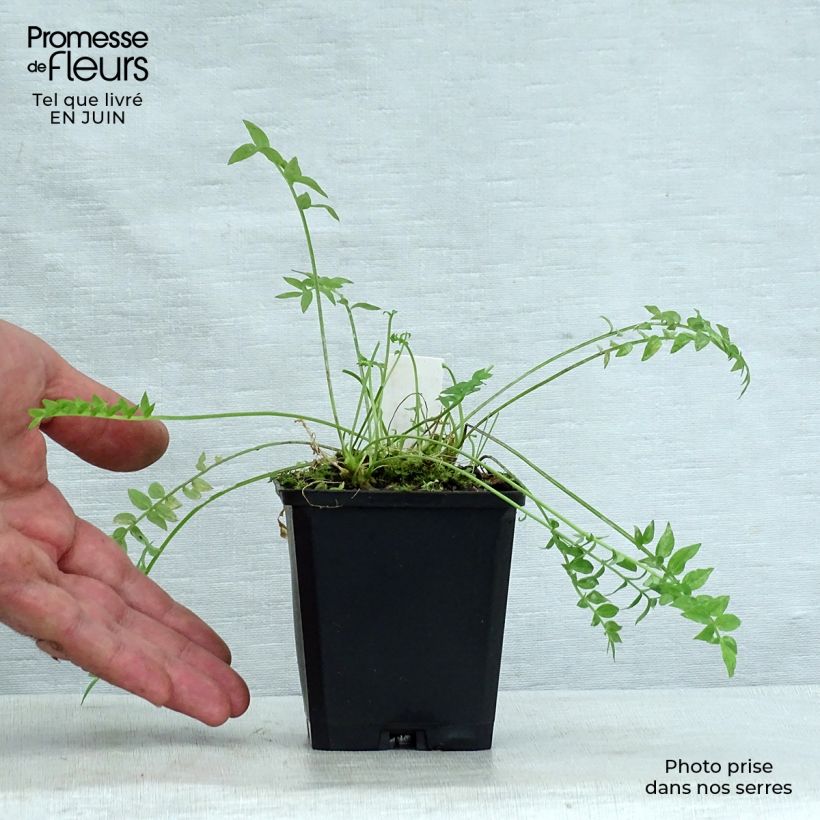 Polemonium yezoense Halfway to Paradise 8/9 cm pot sample as delivered in summer