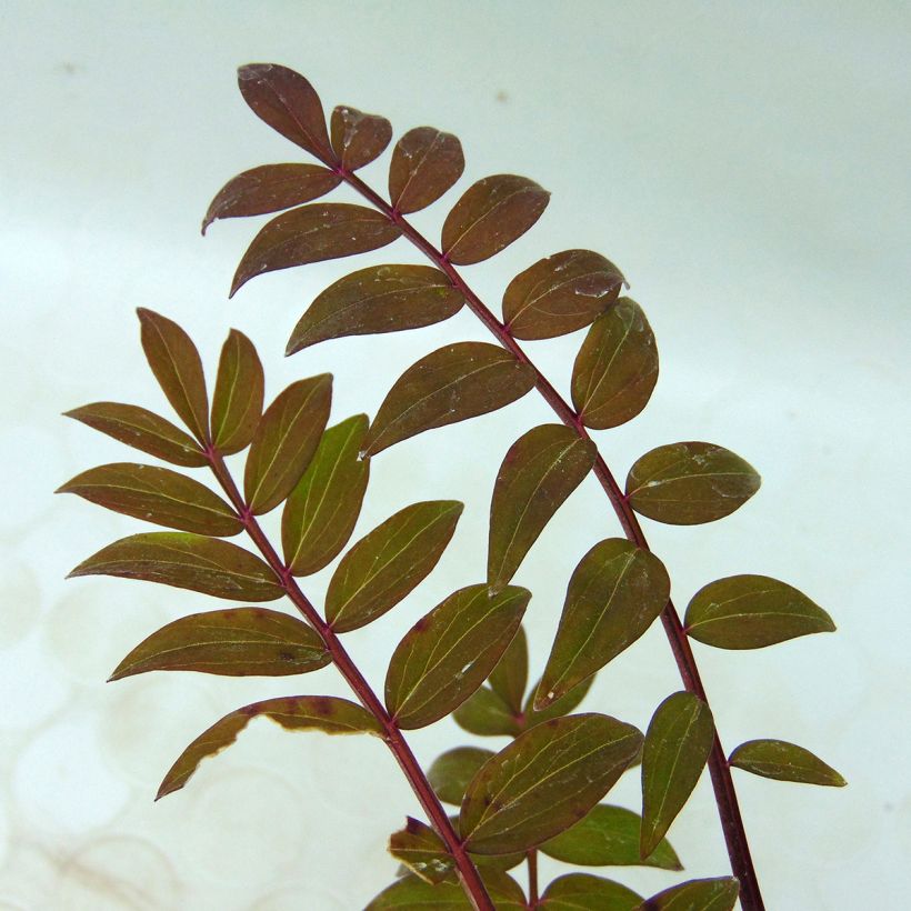 Polemonium Sonia's Bluebell (Foliage)