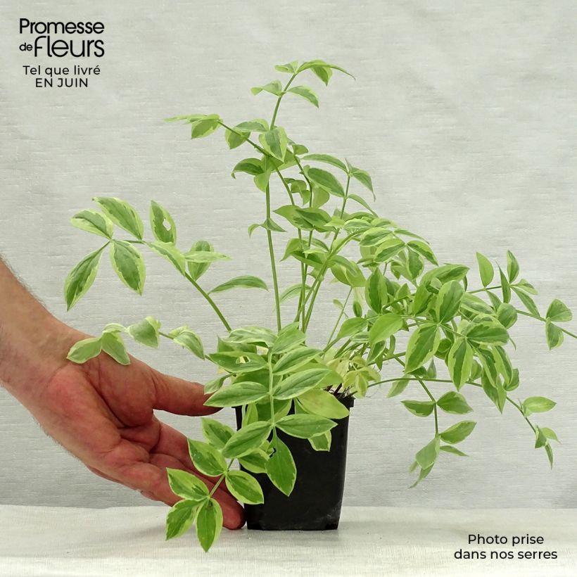 Polemonium reptans Stairway to Heaven 8/9 cm pot sample as delivered in summer