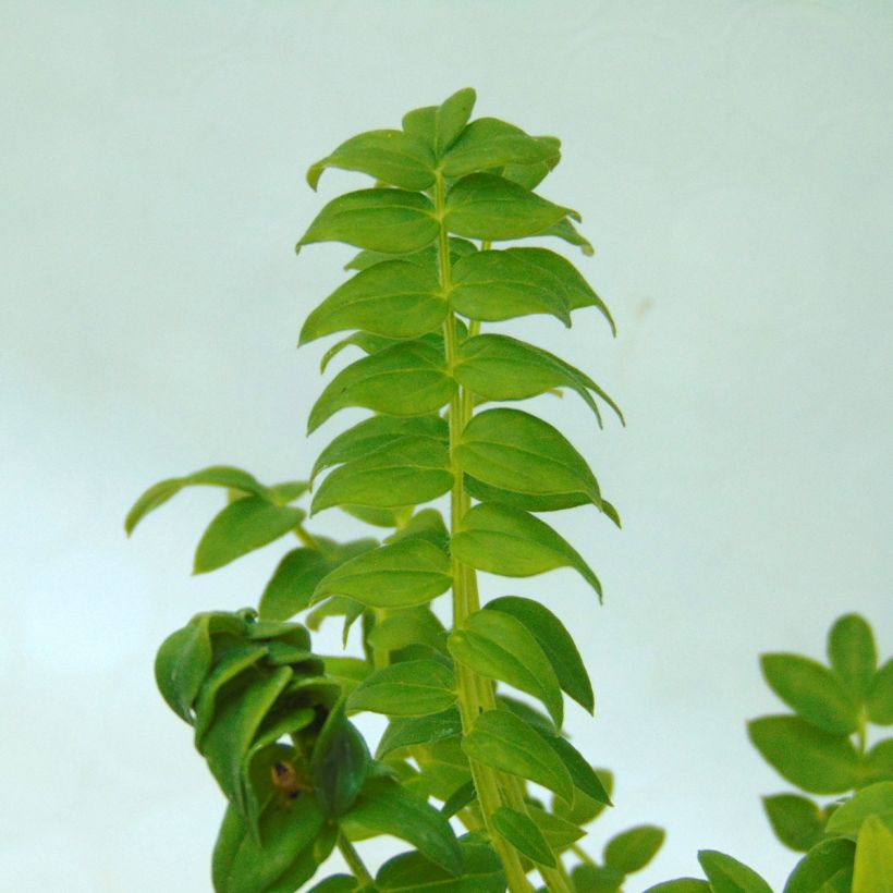 Polemonium caeruleum Album (Foliage)