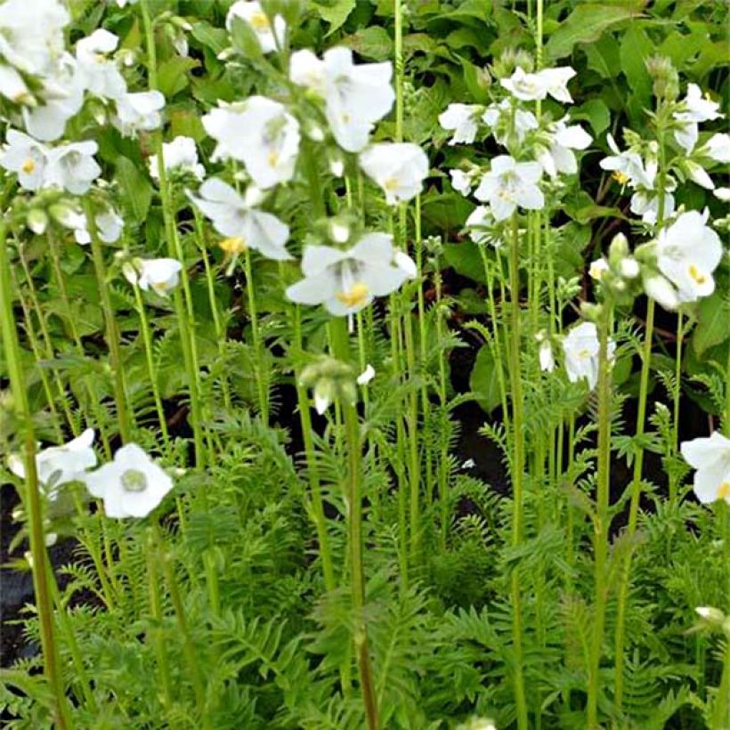 Polemonium caeruleum Album (Flowering)