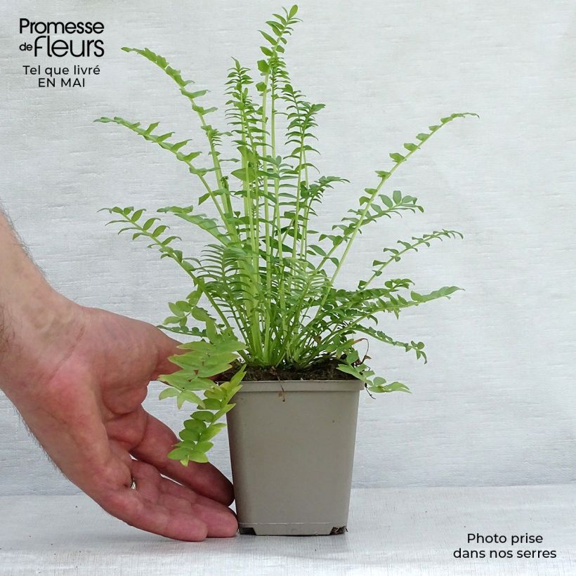 Polemonium caeruleum Album Godet de 9cm sample as delivered in spring