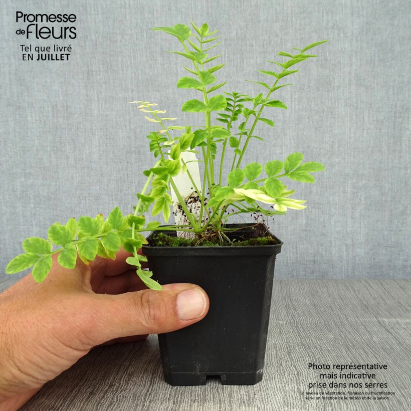 Polemonium caeruleum Album 8/9 cm pot sample as delivered in summer