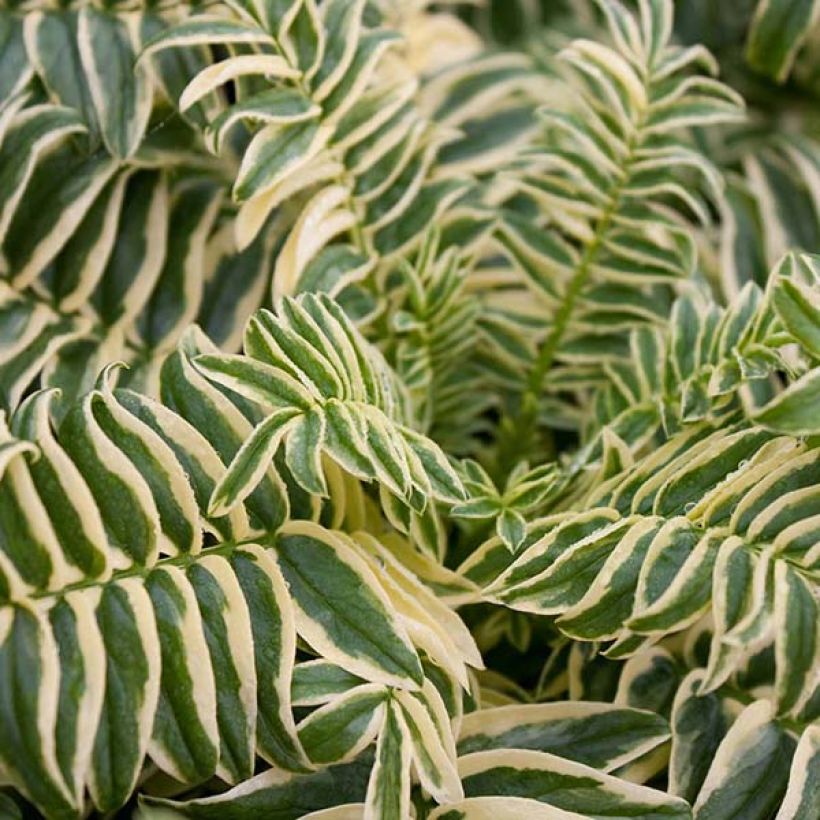 Polemonium caeruleum Brise d'Anjon (Foliage)