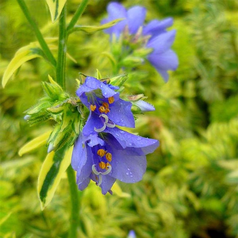 Polemonium caeruleum Brise d'Anjon (Flowering)