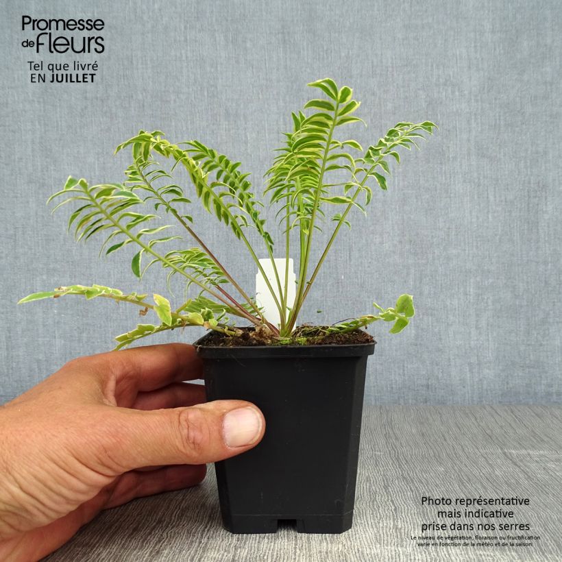Polemonium caeruleum Brise d'Anjon 8/9 cm pot sample as delivered in summer