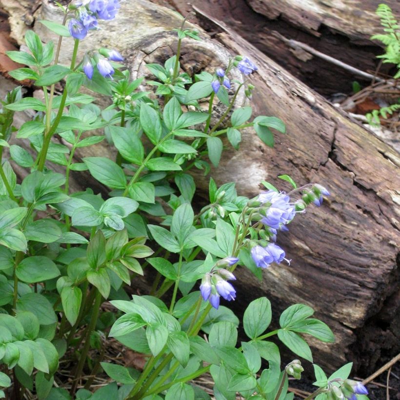 Polemonium reptans (Plant habit)