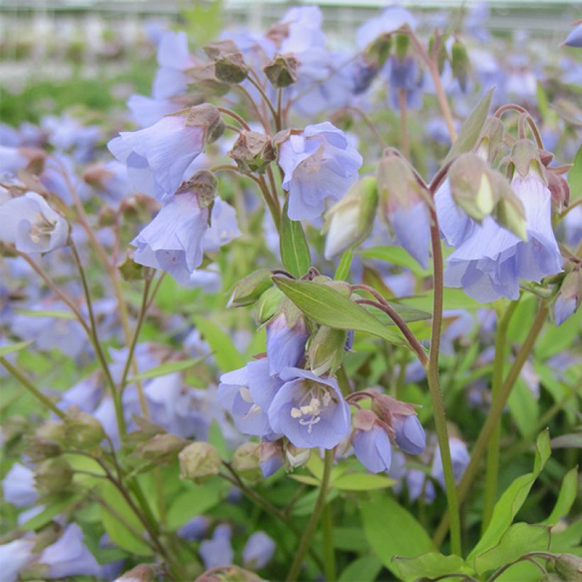 Polemonium reptans Blue Pearl (Flowering)