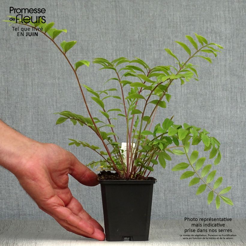 Polemonium reptans Blue Pearl 8/9 cm pot sample as delivered in summer
