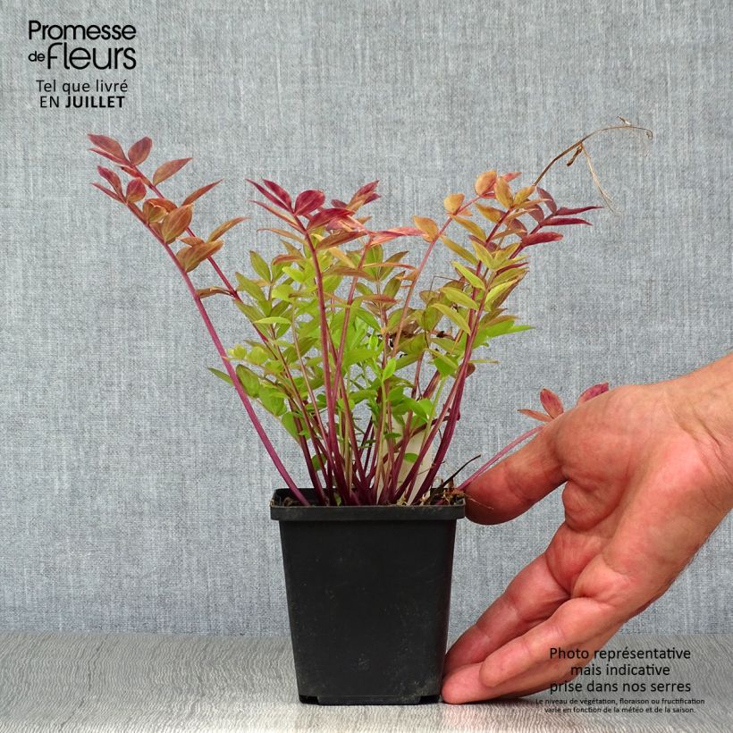 Polemonium reptans 8/9 cm pot sample as delivered in summer