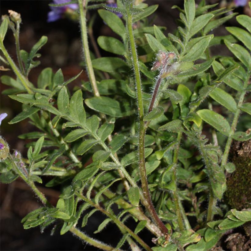 Polemonium yezoense Purple Rain (Foliage)