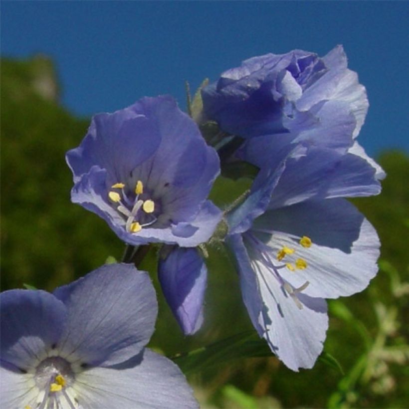 Polemonium yezoense Purple Rain (Flowering)