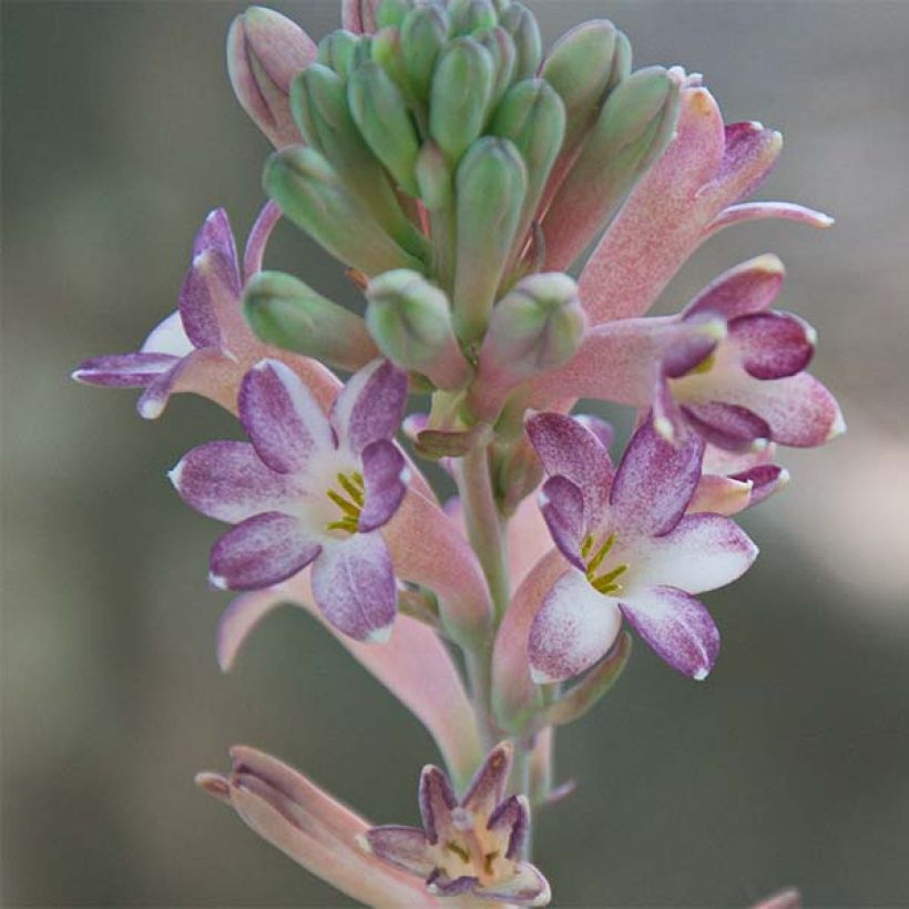 Polianthes tuberosa Sensation (Flowering)