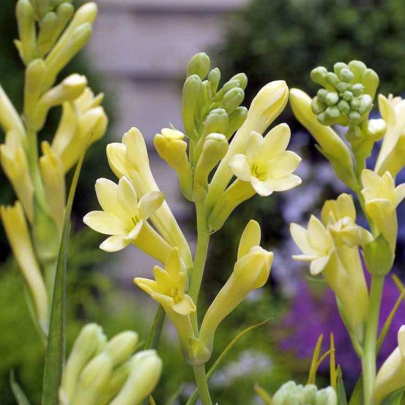 Polianthes tuberosa Yellow Baby (Flowering)