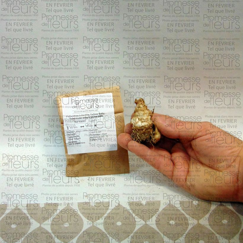 Example of Polianthes tuberosa Yellow Baby Bulb size 10+ specimen as delivered