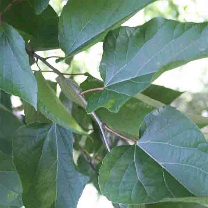 Poliothyrsis sinensis (Foliage)
