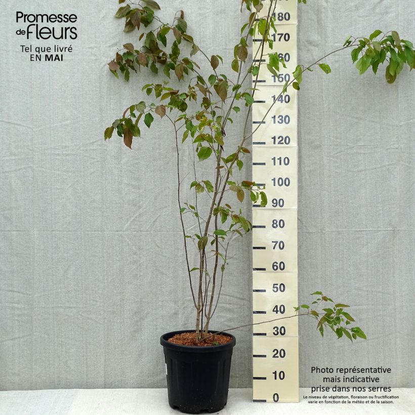 Poliothyrsis sinensis - Arbre aux fleurs de perles - Pot de 20L sample as delivered in spring