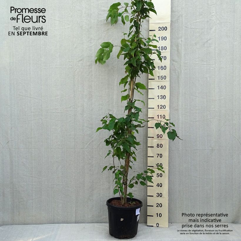 Poliothyrsis sinensis 20L/25L pot sample as delivered in summer