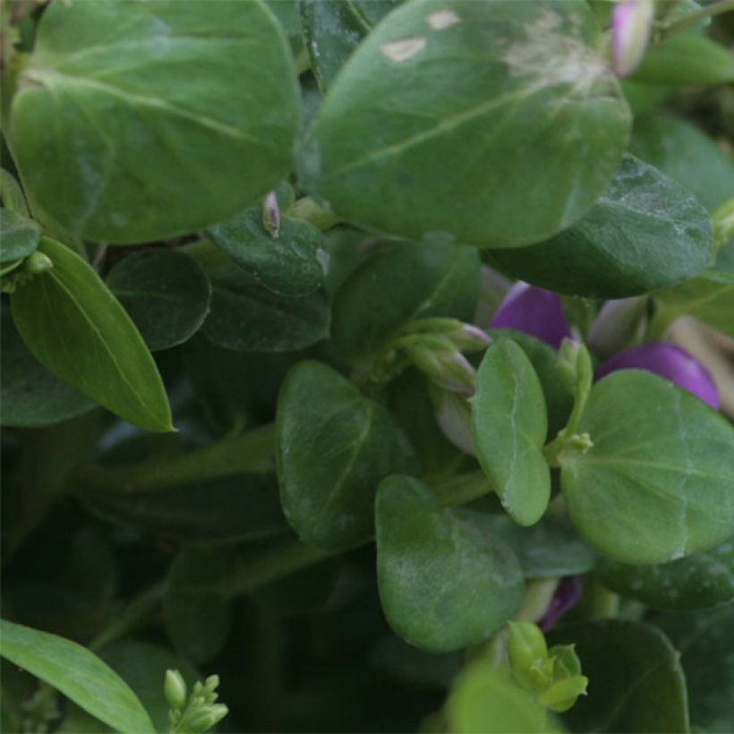 Polygala Bibi Pink (Foliage)