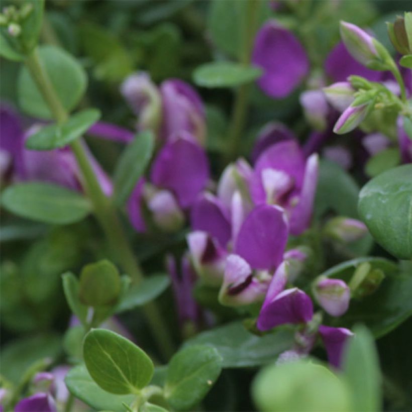 Polygala Bibi Pink (Flowering)