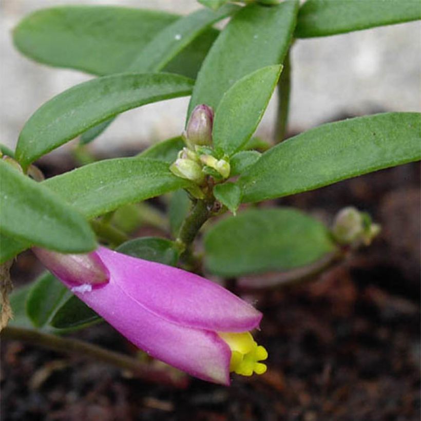 Polygala chamaebuxus Grandiflora (Foliage)