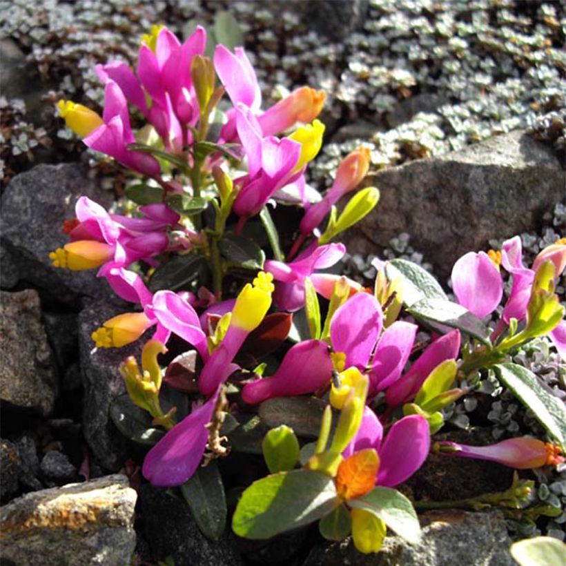 Polygala chamaebuxus Grandiflora (Flowering)