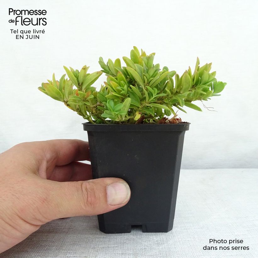 Polygala chamaebuxus Grandiflora 8/9 cm pot sample as delivered in summer