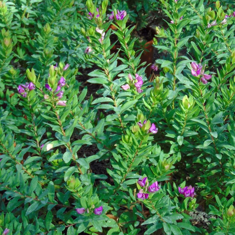 Polygala myrtifolia (Foliage)