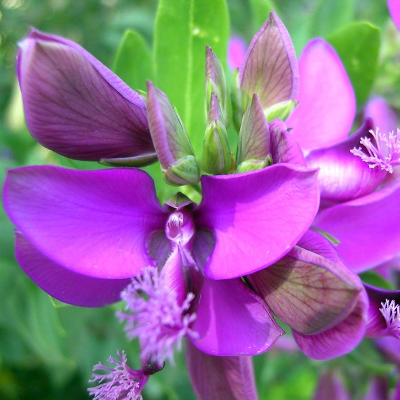 Polygala myrtifolia (Flowering)