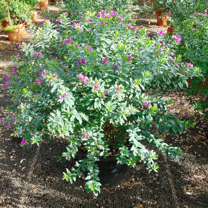 Polygala myrtifolia (Plant habit)