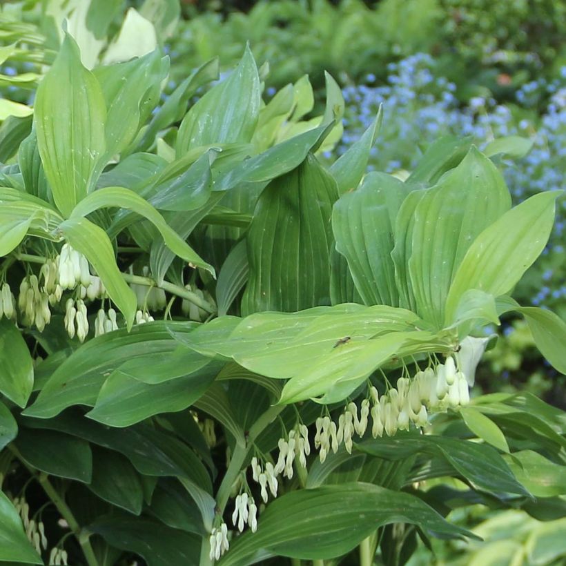 Polygonatum x hybridum Weihenstephan (Foliage)