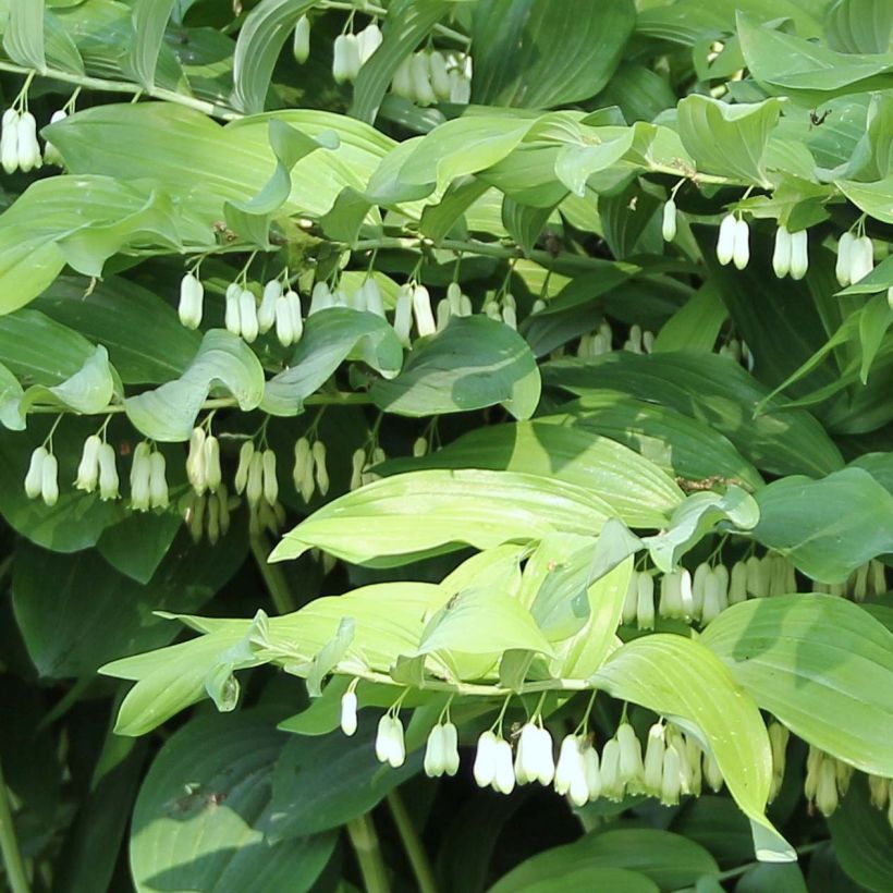 Polygonatum x hybridum Weihenstephan (Flowering)