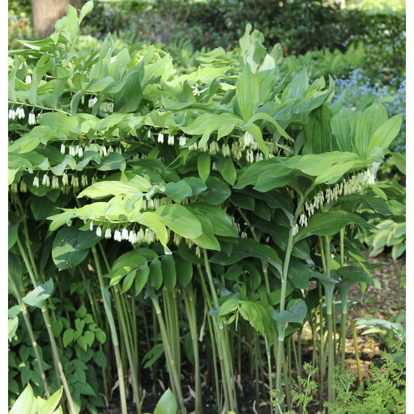 Polygonatum x hybridum Weihenstephan (Plant habit)