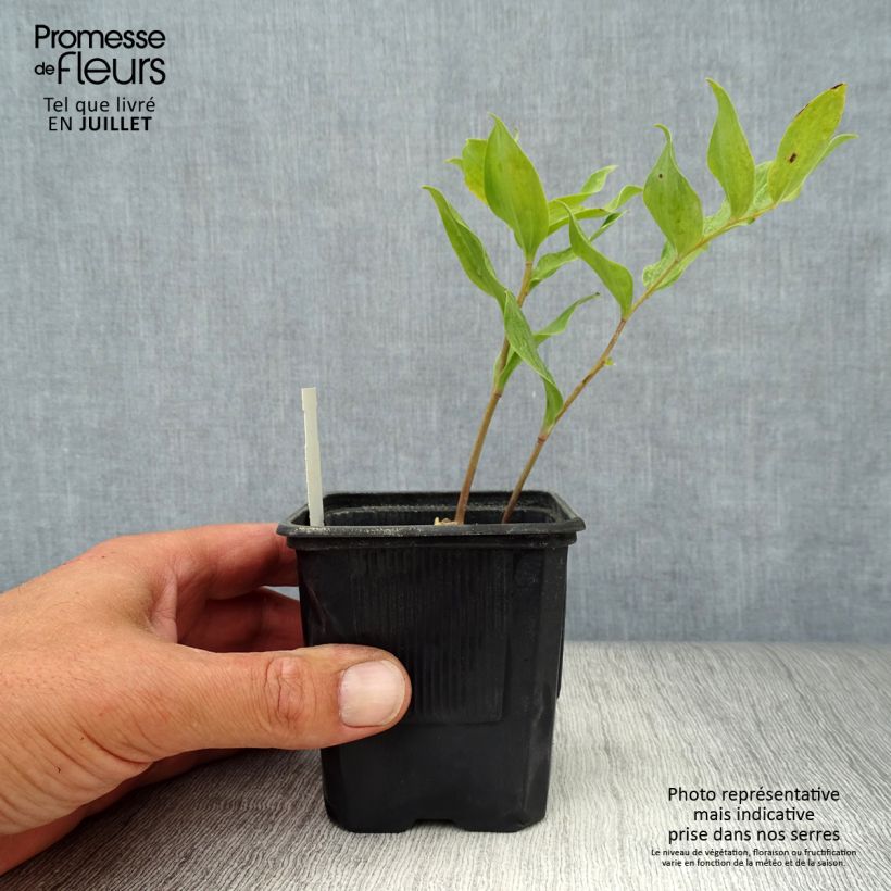 Polygonatum x hybridum Weihenstephan 8/9 cm pot sample as delivered in summer