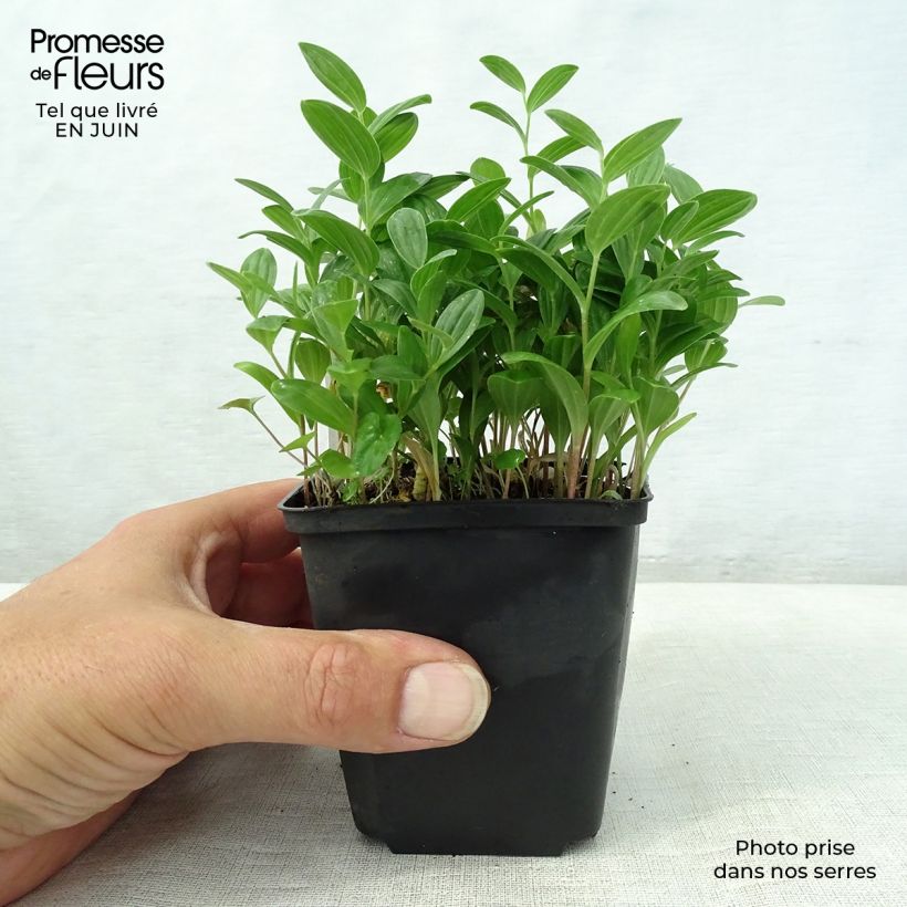Polygonatum humile 8/9 cm pot sample as delivered in summer