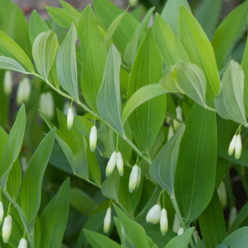 Polygonatum odoratum - Solomon's Seal (Foliage)