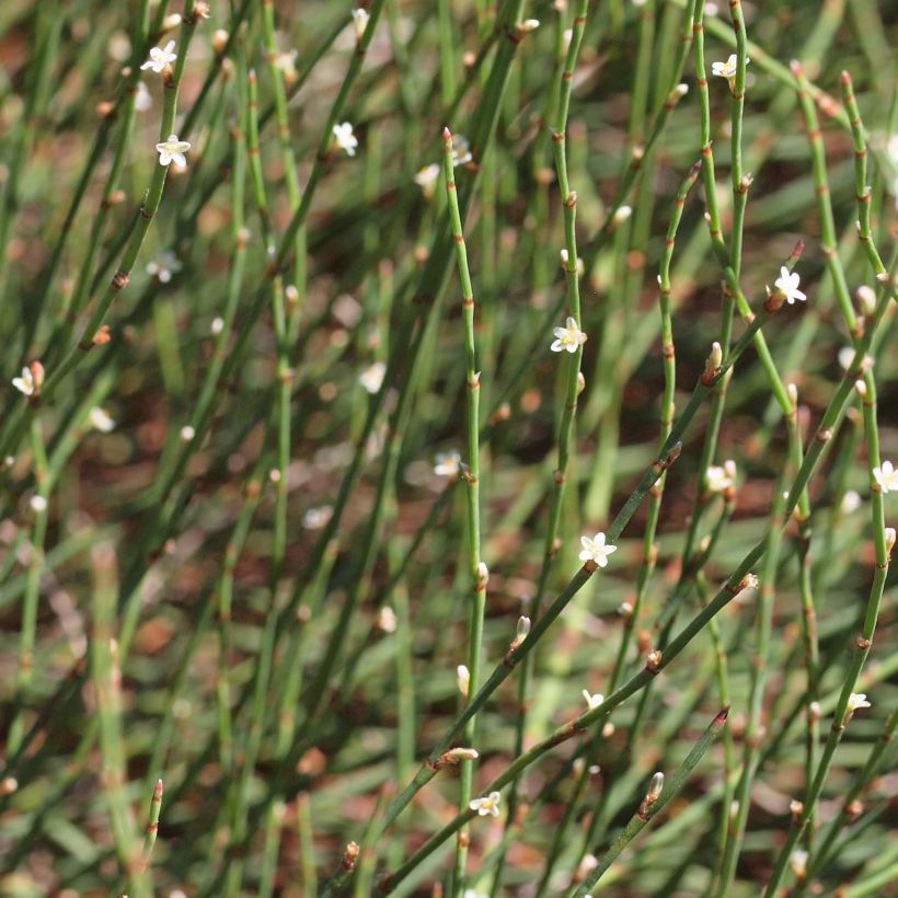 Polygonum scoparium (Flowering)