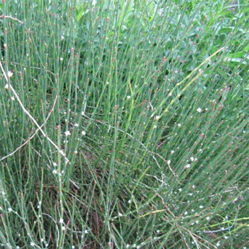 Polygonum scoparium (Plant habit)