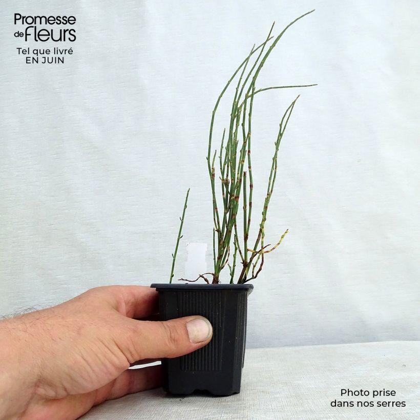 Polygonum scoparium 8/9 cm pot sample as delivered in summer