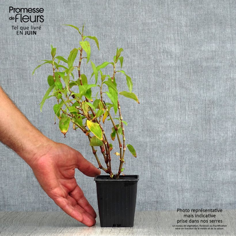 Polygonum odoratum - Vietnamese Coriander 8/9 cm pot sample as delivered in summer