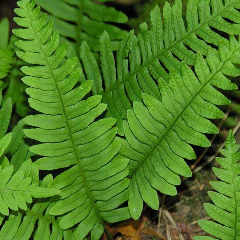 Polypodium vulgare - Rockcap Fern (Foliage)