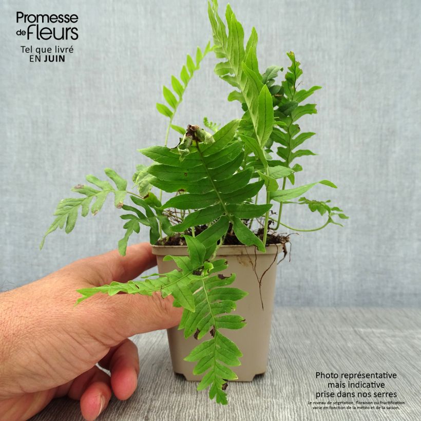 Polypodium vulgare - Rockcap Fern 8/9 cm pot sample as delivered in summer