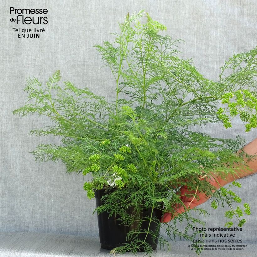 Polyscias sambucifolia 4L/5L pot sample as delivered in summer
