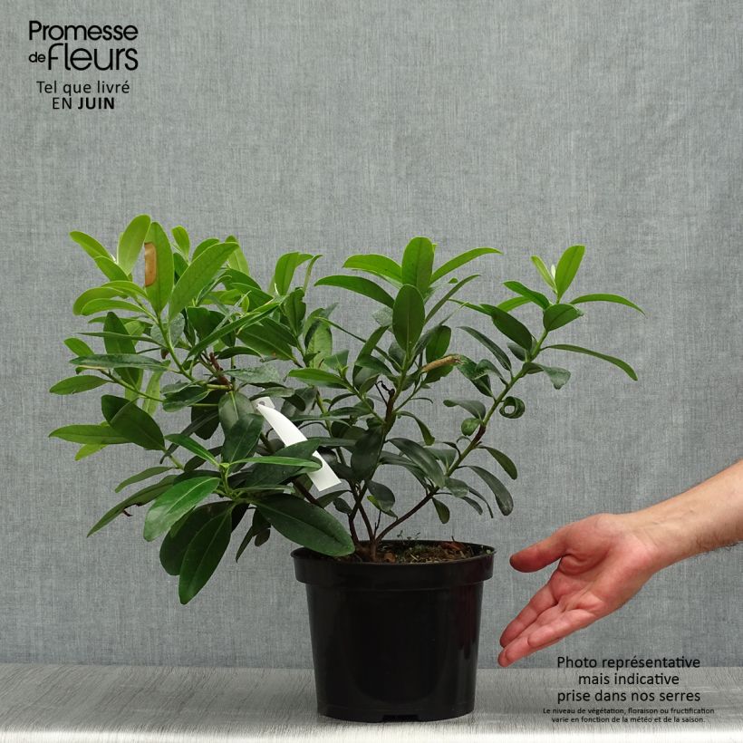 Polyspora axillaris 3L/4L pot sample as delivered in summer