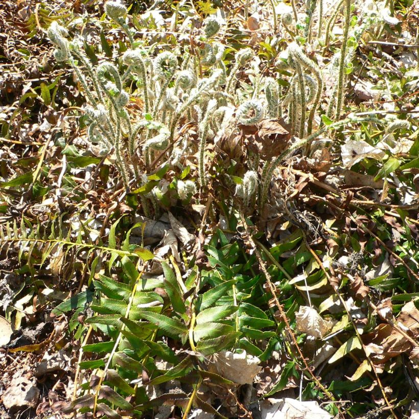 Polystichum acrostichoides - Christmas Fern (Plant habit)