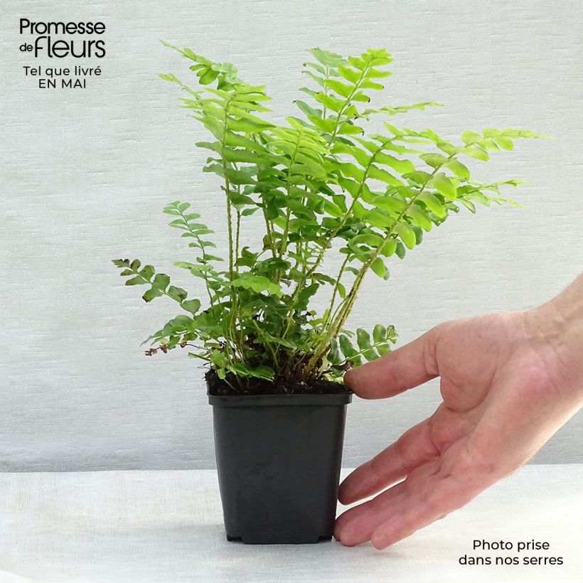 Polystichum acrostichoides - Christmas Fern sample as delivered in spring
