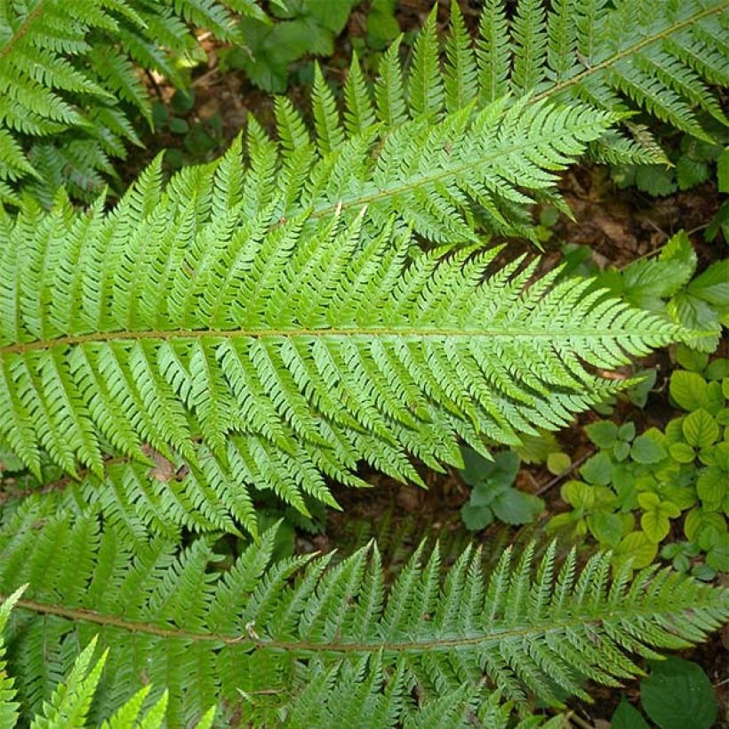 Polystichum aculeatum - Hard Shield Fern (Foliage)