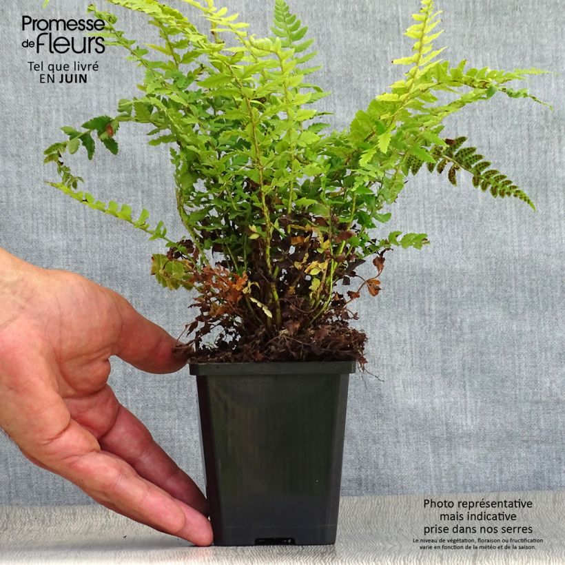 Polystichum aculeatum - Hard Shield Fern 8/9 cm pot sample as delivered in summer