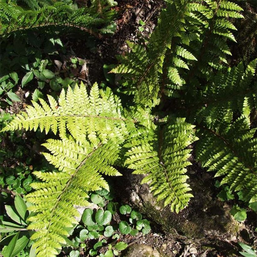 Polystichum braunii - Braun's Holly Fern (Foliage)