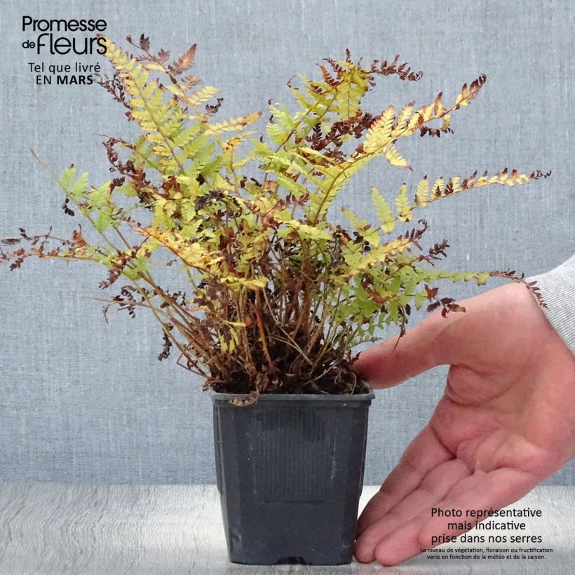 Polystichum braunii - Braun's Holly Fern sample as delivered in spring